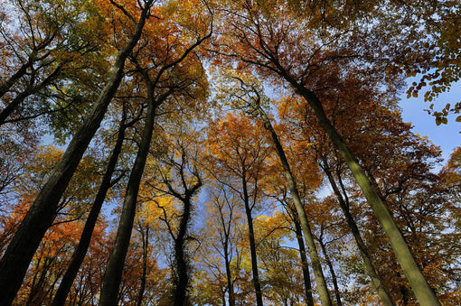 Comment s'habiller pour un week-end à la campagne en automne - Conseils et idées de tenues décontractées et pratiques 🍂🏞️